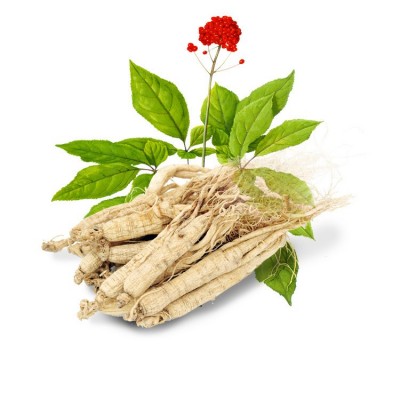 长白山整根原皮生晒参白参 化妆品干参东北人参 吉林抚松产地批发 2斤图5