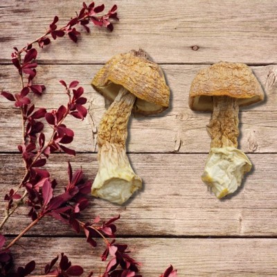 土特产手选短柄小帽姬松茸干货食用菌巴西菇非地摊货肉厚特级优选 1件图4