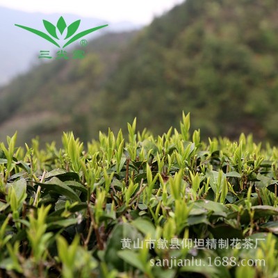 三尖露2025年黄山毛峰新茶明前开采雀舌绿茶叶散装礼盒包装批发 2斤图4