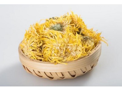 金丝皇菊：一杯茶，一段传奇