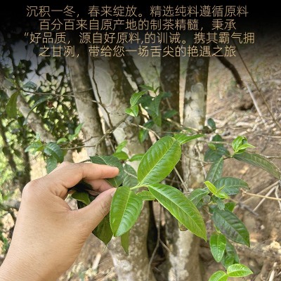 普洱茶生茶散茶新春茶叶大雪山纯料大树生普洱茶特级生茶散装500g 1斤图2