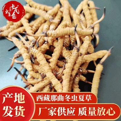 2024西藏那曲冬虫夏草 形状饱满泡酒煲汤滋补品送礼藏民现货直供 5克图3