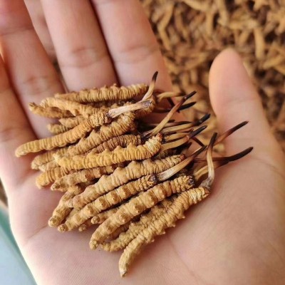 2024西藏那曲冬虫夏草 形状饱满泡酒煲汤滋补品送礼藏民现货直供 5克