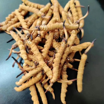 2024西藏那曲冬虫夏草 形状饱满泡酒煲汤滋补品送礼藏民现货直供 5克图2