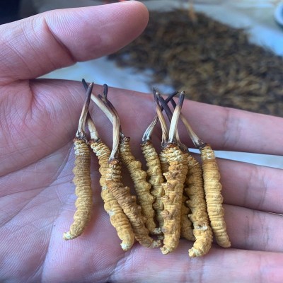 2024西藏那曲冬虫夏草 形状饱满泡酒煲汤滋补品送礼藏民现货直供 5克图4