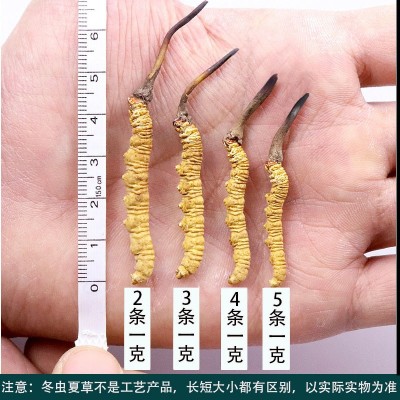 西藏那曲高海拔冬虫夏草虫草瓶装6根装虫草足干冬虫夏草10根虫草 20g图2