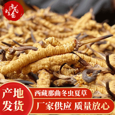 西藏那曲冬虫夏草晒干 西藏那曲高海拔虫草 2根1克大草源头直采 5克图2