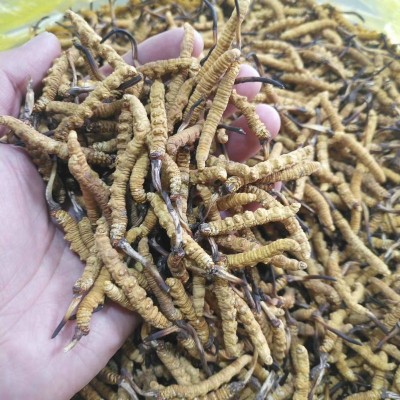 西藏那曲冬虫夏草晒干 西藏那曲高海拔虫草 2根1克大草源头直采 5克图3