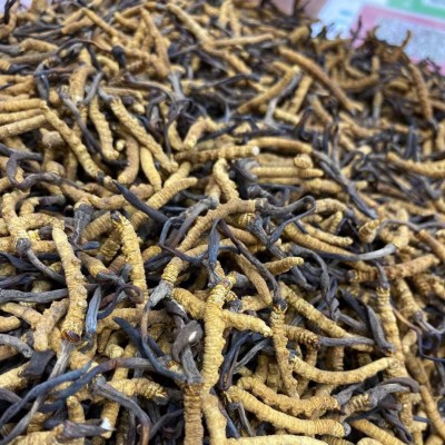 西藏那曲精选冬虫夏草 滋补养生馈赠佳品 虫草源头产地批发 代发 5克图4