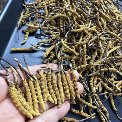 西藏那曲精选冬虫夏草 滋补养生馈赠佳品 虫草源头产地批发 代发 5克图2