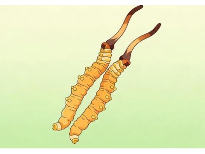 今日水素：虫草神话，光环之下寻真章