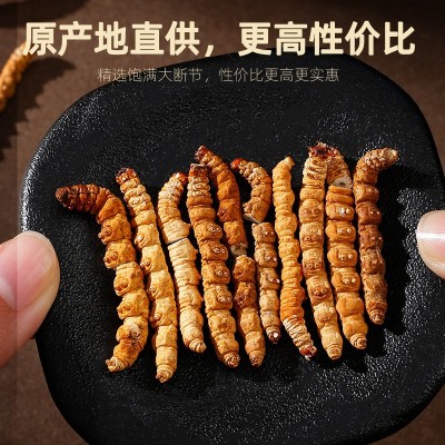 【杞里香】冬虫夏草 20g瓶装断草头期装冬虫夏草虫草冬虫 1瓶图3