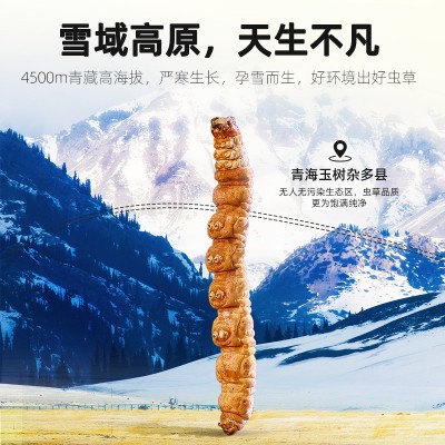 【杞里香】冬虫夏草 20g瓶装断草头期装冬虫夏草虫草冬虫 1瓶图5