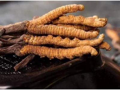 冬虫夏草怎样鉴别好坏？教你辨别冬虫夏草真假的六个步骤