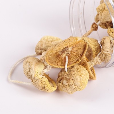 青海黄蘑菇100g原味食用祁连精选黄菇干小鸡炖蘑菇滑菇产地货源 1件图4