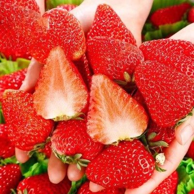 辽宁丹东草莓新鲜水果99红颜草莓牛奶草莓产地直发整箱一件代发  1件图4