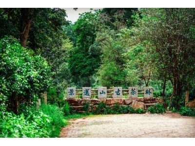 国际茶日再溯源：云南，世界茶叶发源地