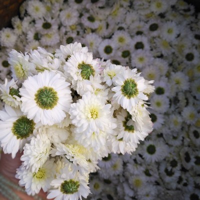 正宗黄山贡菊级特40g罐装 安徽白菊花不苦徽州贡菊花茶11月菊花茶 1罐图5
