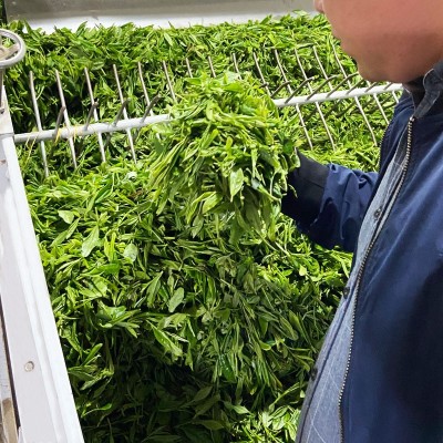 黄山毛峰一芽一叶2026新茶袋装批发明前安徽黄山产地绿茶毛峰茶叶 1斤图4