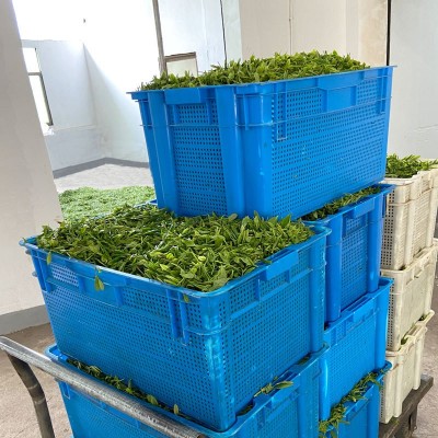 黄山毛峰一芽一叶2026新茶袋装批发明前安徽黄山产地绿茶毛峰茶叶 1斤图5