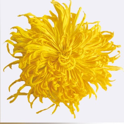 菊花茶金丝皇菊散装批发新花婺源皇菊花瓣黄山贡菊大朵金丝黄菊 1斤图5